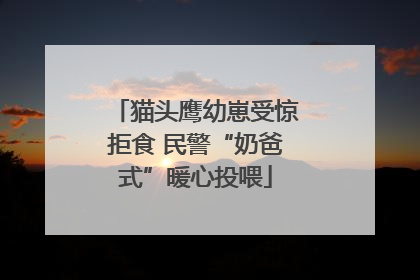 猫头鹰幼崽受惊拒食 民警“奶爸式”暖心投喂