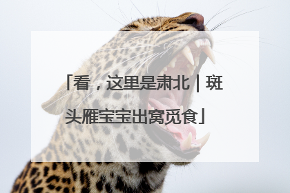 看，这里是肃北｜斑头雁宝宝出窝觅食