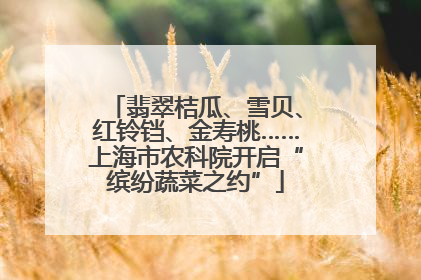 翡翠桔瓜、雪贝、红铃铛、金寿桃……上海市农科院开启“缤纷蔬菜之约”