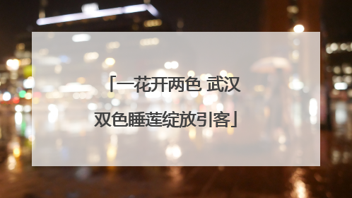 一花开两色 武汉双色睡莲绽放引客