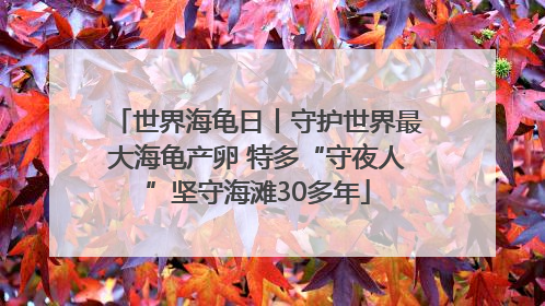 世界海龟日丨守护世界最大海龟产卵 特多“守夜人”坚守海滩30多年
