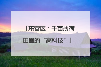 东营区：千亩薄荷田里的“高科技”