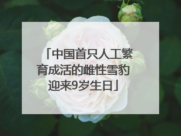 中国首只人工繁育成活的雌性雪豹迎来9岁生日