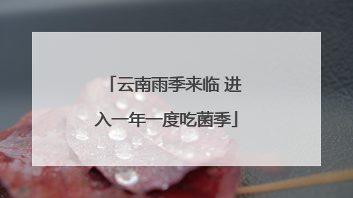 云南雨季来临 进入一年一度吃菌季