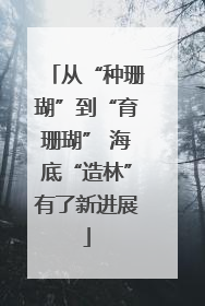 从“种珊瑚”到“育珊瑚” 海底“造林”有了新进展
