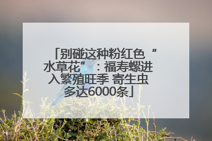 别碰这种粉红色“水草花”：福寿螺进入繁殖旺季 寄生虫多达6000条