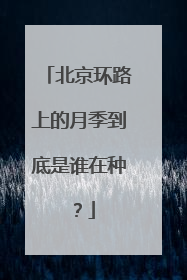 北京环路上的月季到底是谁在种？