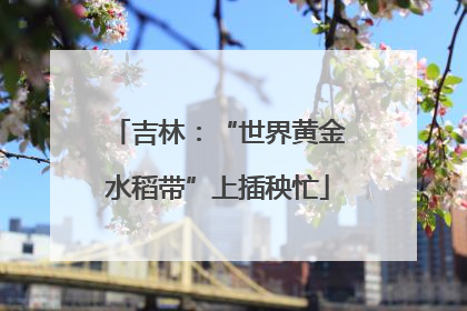 吉林：“世界黄金水稻带”上插秧忙