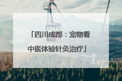 四川成都：宠物看中医体验针灸治疗
