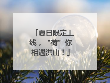 夏日限定上线，“荷”你相遇洪山！