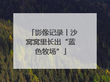 影像记录丨沙窝窝里长出“蓝色牧场”