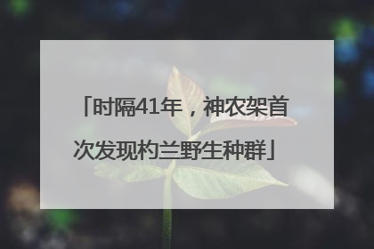 时隔41年，神农架首次发现杓兰野生种群