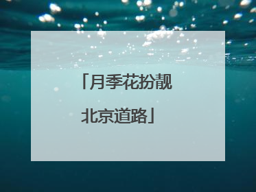 月季花扮靓北京道路