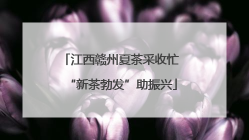 江西赣州夏茶采收忙 “新茶勃发”助振兴