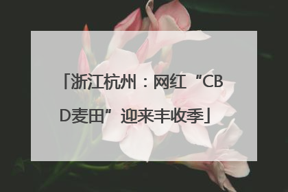 浙江杭州：网红“CBD麦田”迎来丰收季