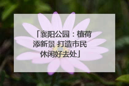 襄阳公园：植荷添新景 打造市民休闲好去处