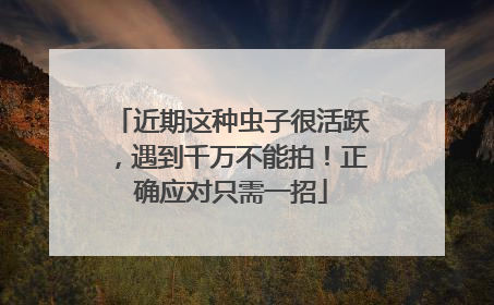 近期这种虫子很活跃，遇到千万不能拍！正确应对只需一招