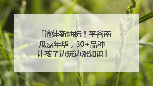 遛娃新地标！平谷南瓜嘉年华，30+品种让孩子边玩边涨知识