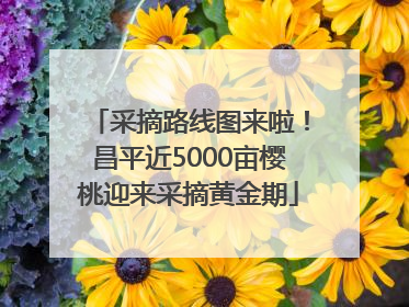 采摘路线图来啦！昌平近5000亩樱桃迎来采摘黄金期