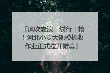 风吹麦浪一线行｜抢！河北小麦大规模机收作业正式拉开帷幕